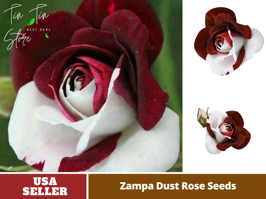 30 Rare Seeds-Zampa Dust Rose Seed - Perennial -Authentic Seeds-Flowers -Organic. Non Gmo -Vegetable Seeds-Mix Seeds For Plant-B3G1 #1064