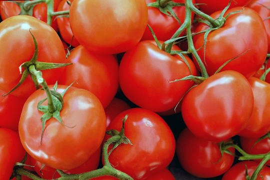 Batch Of 100 Tomato Seeds Saint Pierre