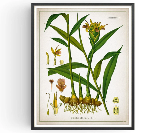 Ginger - Botanical Print Vintage Aromatherapy Art Medicinal Plant Botany Spice Kitchen Decor Unframed
