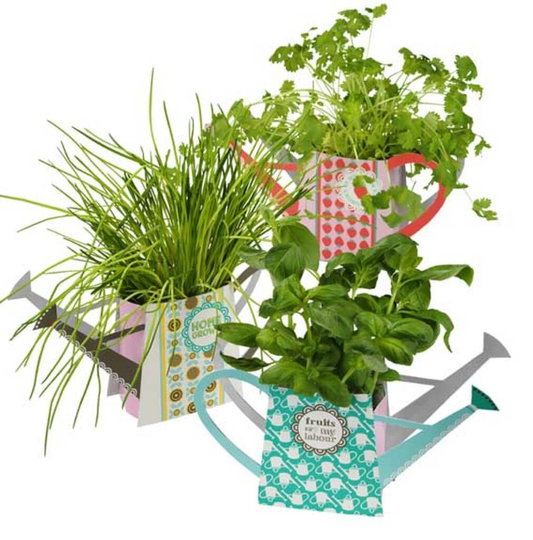 Give What You Grow Gift Boxes: Pack Of Three