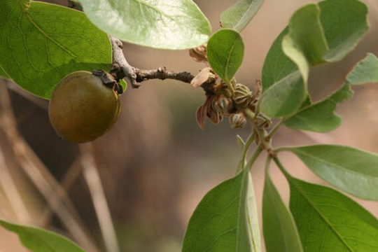 50 Diospyros Melanoxylon Seeds, Coromandel Ebony Seeds