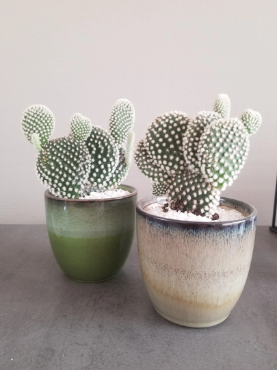 Mini Bunny Ear Cactus Seed Mix