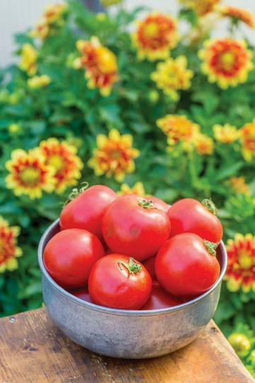 Vegetable - Tomato Crimson Crush F1 5 Premium Quality Seeds
