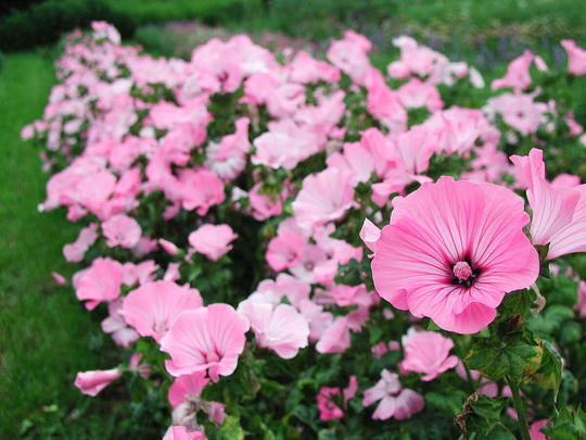 Mallow Flower Mixed Colors- 50 Seeds - Non Gmo
