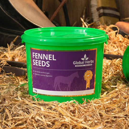 Global Herbs - Fennel - 1 Kg - FENNEL1KG
