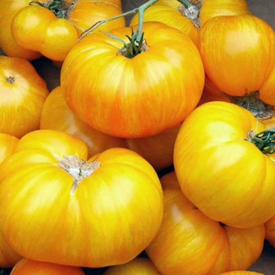 Tomato Zebra Yellow Seeds Heirloom Non Gmo For Planting | 204442