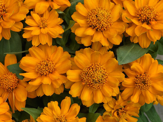 Zinnia Seeds Profusion Double Golden 100 Thru 500 Bulk Flower