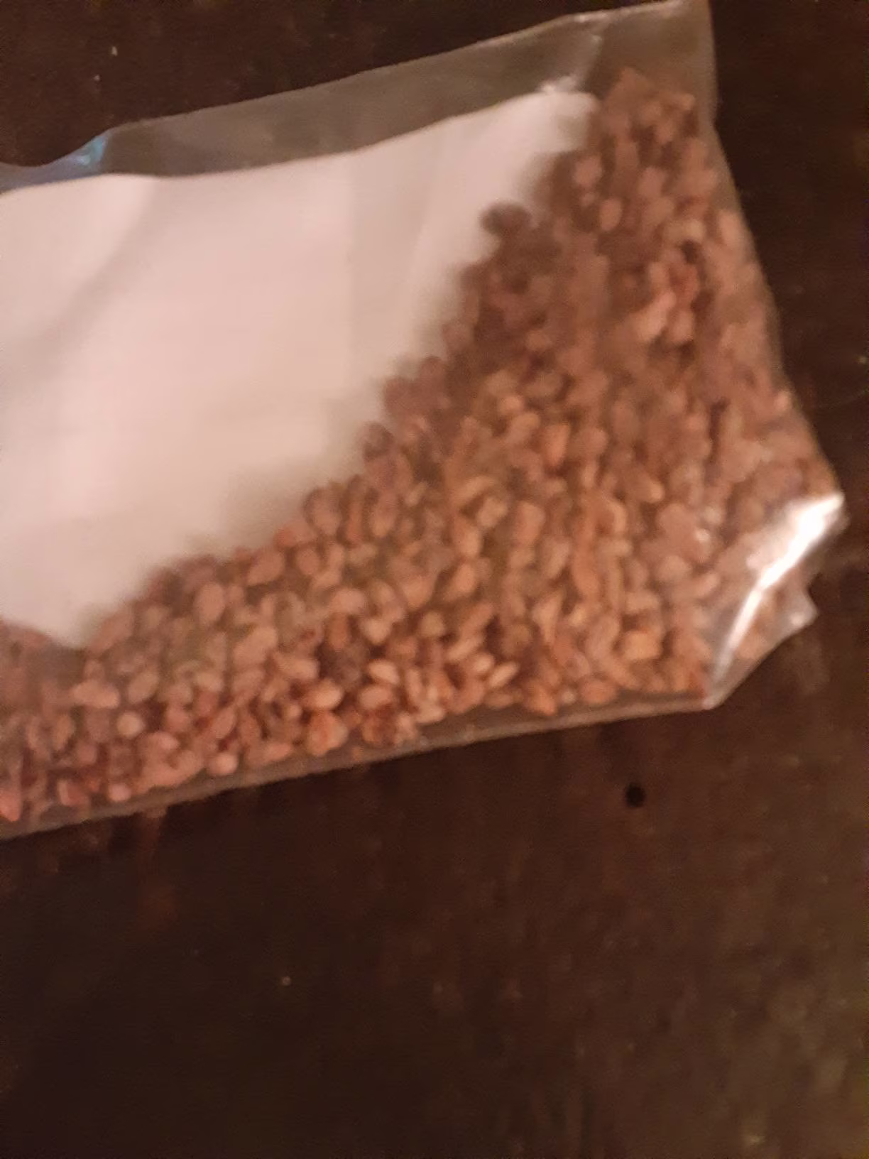 Common Juniper Tree Seeds