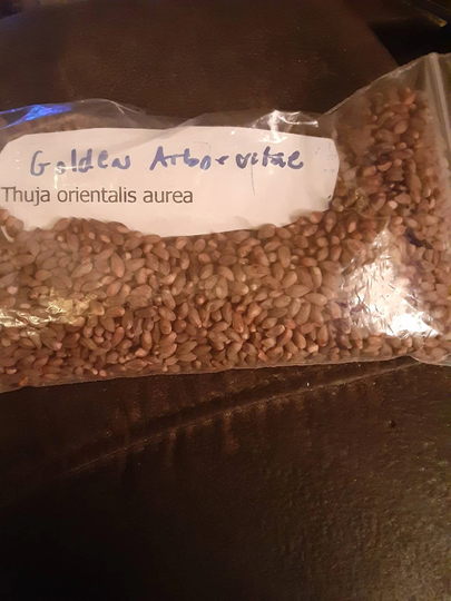 Golden Arborvitae Tree Seeds