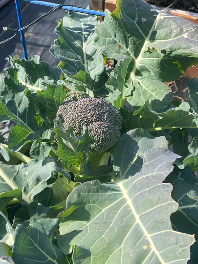 Broccoli Green Magic Vegetable Seed 50