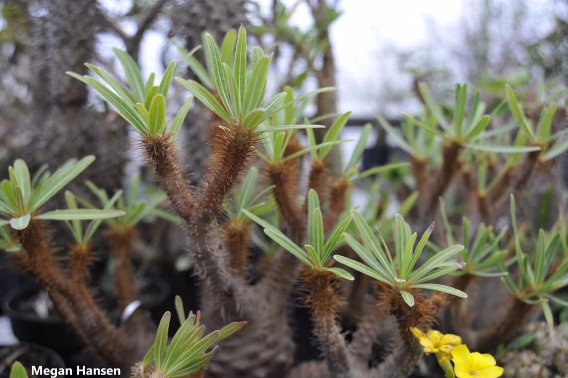 Pachypodium Rosulatum - Elephant's Foot Plant Yellow Flower 5 Seeds