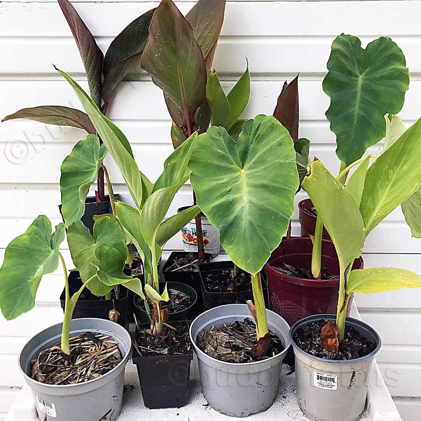 Elephant Ear Plants & Canna Lily - Live Plants Houseplants Small Starter Plants Indoor Or Outdoor/Garden Spaces. Easy Care Fast Growing