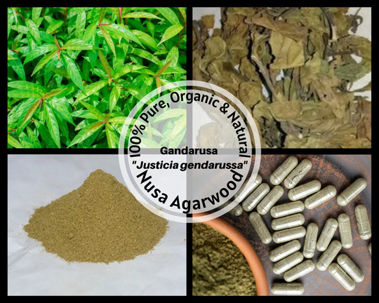 Dried Leaves/Powder/Capsule - Gandarusa Water Willow Leaved Justicia Gendarussa Black Vasa Malabar Nut Organic Herbs 100% Non Gmo Fresh
