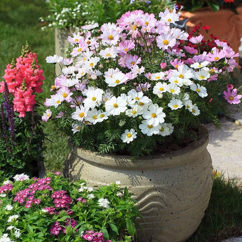 Cosmos Love Song Flower Seeds -