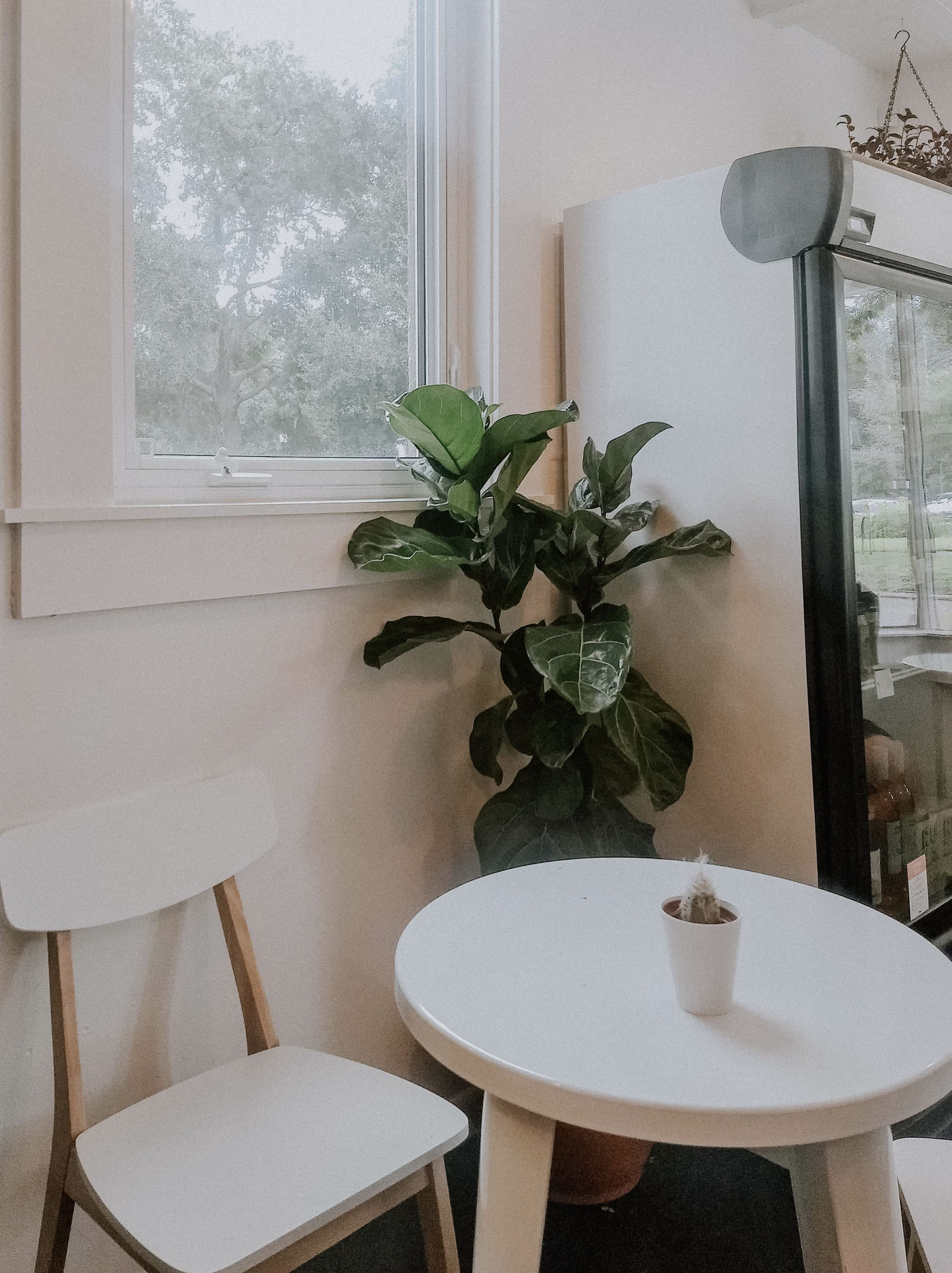 Exotic Fiddle Leaf Fig Seed Mix