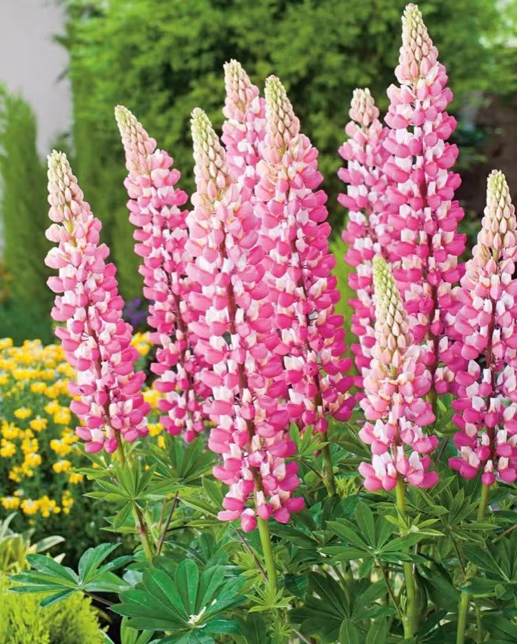 Natural Seeds, Pink Flower Seed, 20 Pink Lupin Chatelaine Perennial Spectacular Outdoor Plant Seeds, Nature Lover Gift