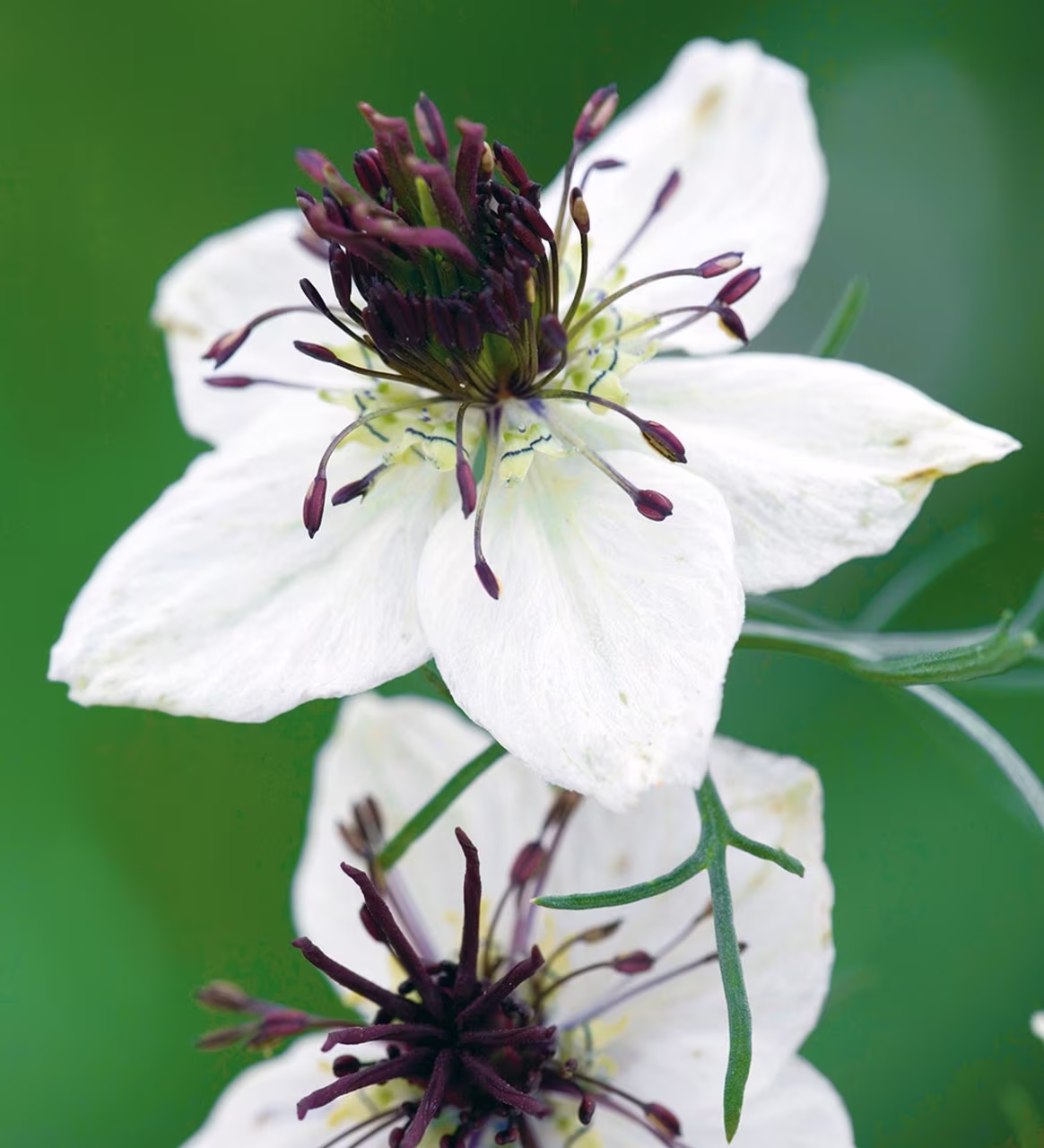 Seeds - African Bride Nigella Love in A Mist