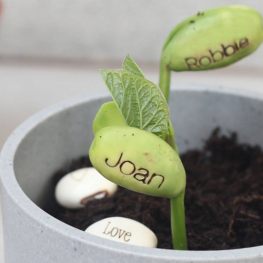 Personalised Name Bean Seeds