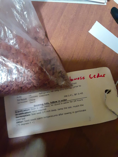 Chinese Cedar Tree Seeds | Chinese Toon, Red Toon