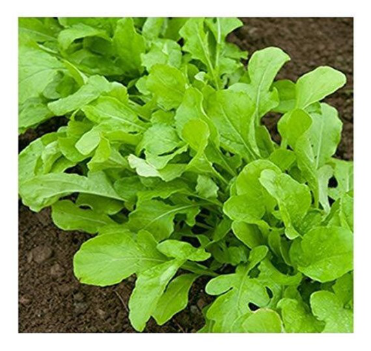 Seed Tape Rocket Cultivated 6M | 3x2M ~ Approx 600 Seeds