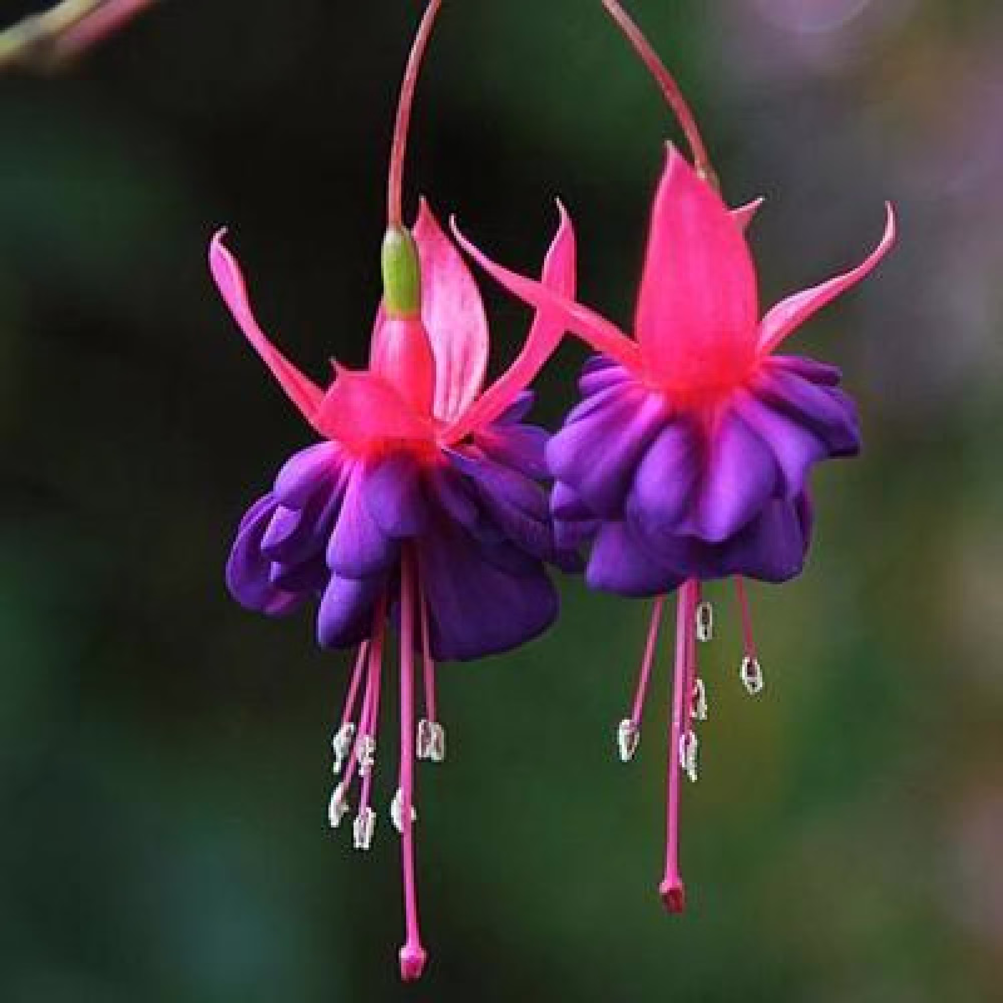 50Pcs/Bag Fuchsia Seeds Potted Flowers Seeds, Bonsai Seeds For Home Garden | Code 104