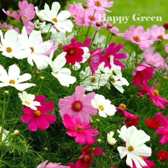 Flowe Cosmos Sensation Mix - 300 Seeds Bipinnatus