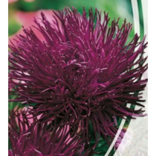 Aster Needle Cinderella Seeds Annual Flowering Non Gmo For Planting | 201941