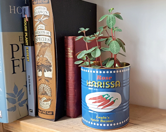 Chilli Retro Style Tin Indoor Plant Pot, Small House Planters