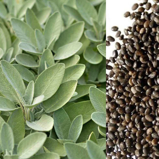 Sage Seeds, Organic Perennial Herb Seeds