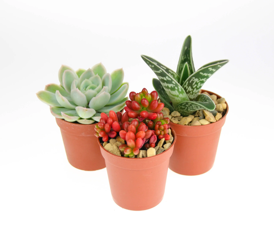 3 X Small Succulent Plant Selection | Plants For Planters & Terrariums Indoor in Gift Box