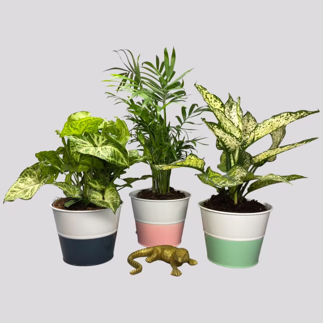 Pink, Blue & Green Metal Plant Pots - Fits 12cm