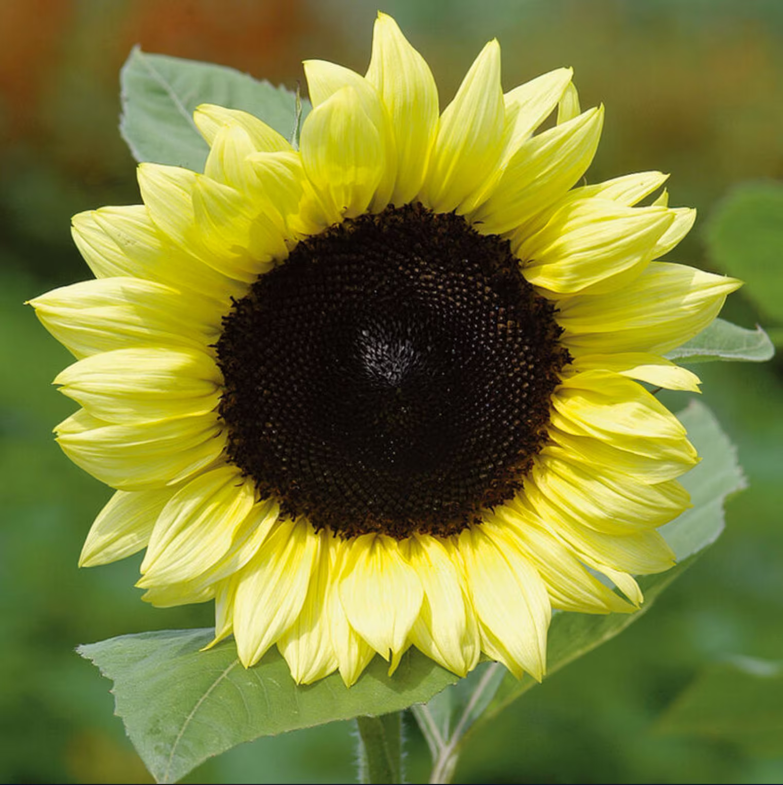 Lemon Queen Sunflower Seeds, 50 Seeds // Non Gmo, Helianthus Annuus