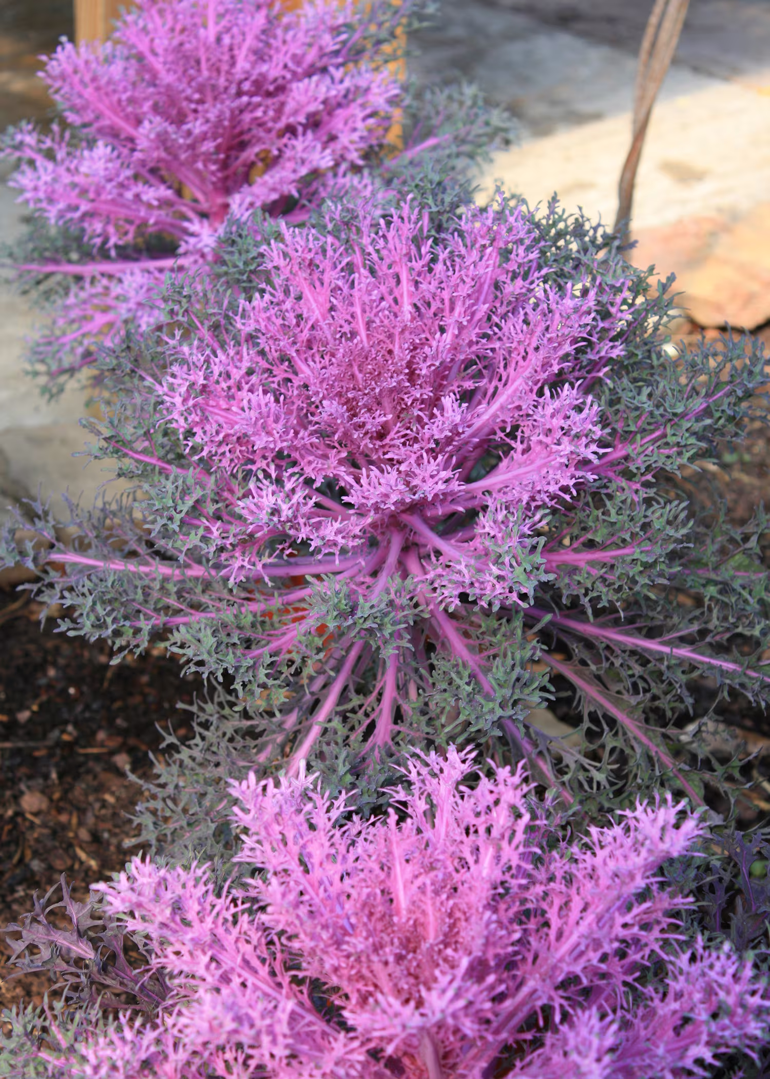 20 Red Peacock Ornamental Cabbage Kale Brassica Seeds Samen Semi Sementi Semillas Graines Somen Nasiona Zaad Zaden Sementes Siemenet