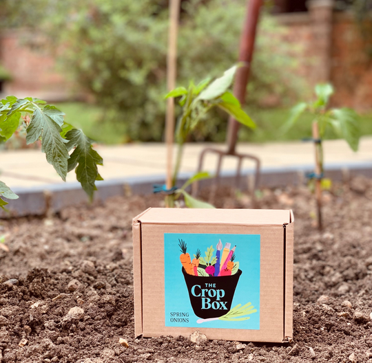 Grow Your Own Spring Onions Kit