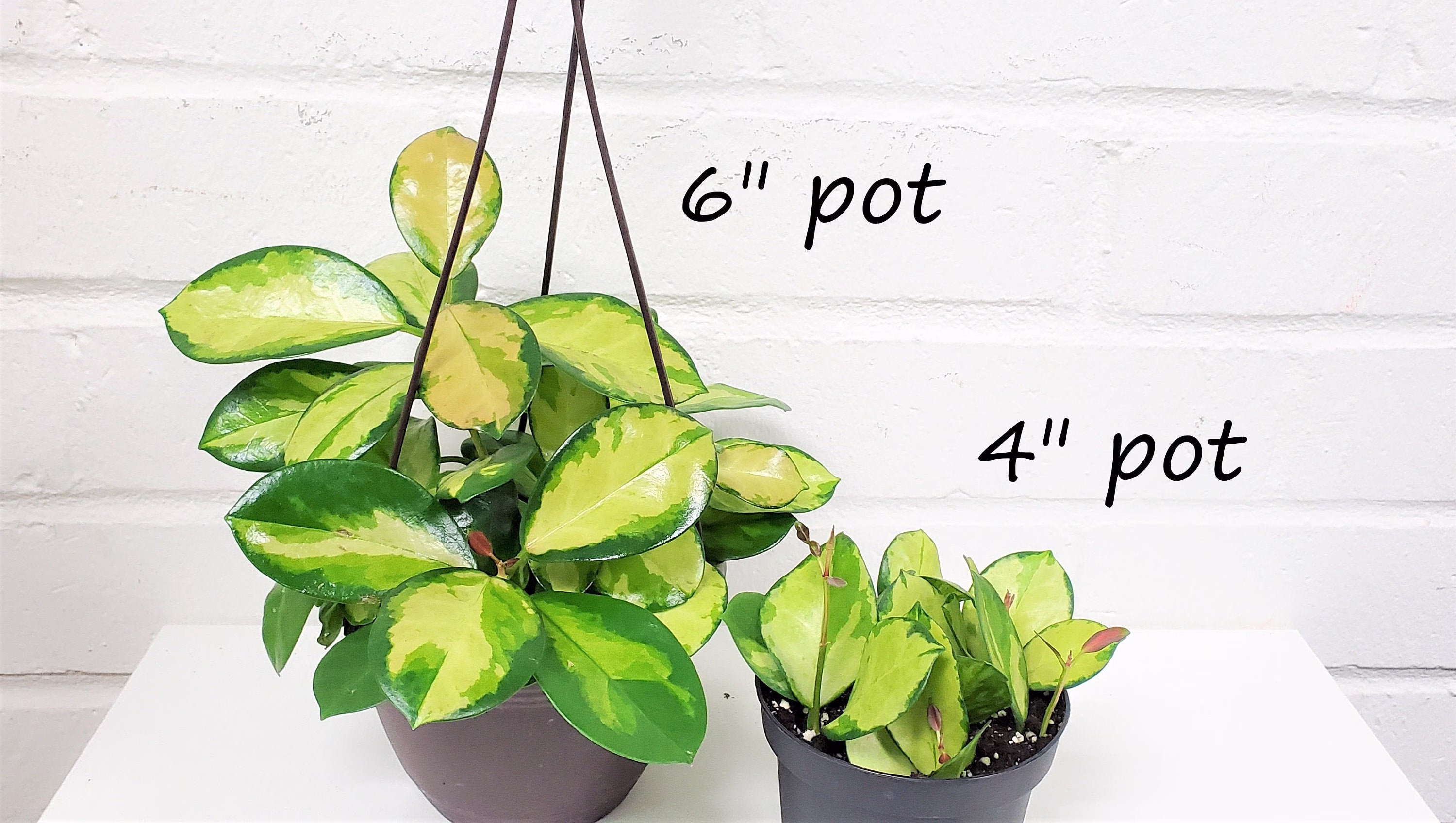 Hoya Australis "Lisa", Lisa, Variegated "Lisa"-Live Plant in 3", 4" Or 6