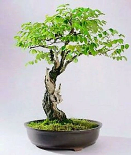10 X False Acacia Tree Seeds. Seeds That Can Be Used For Bonsai