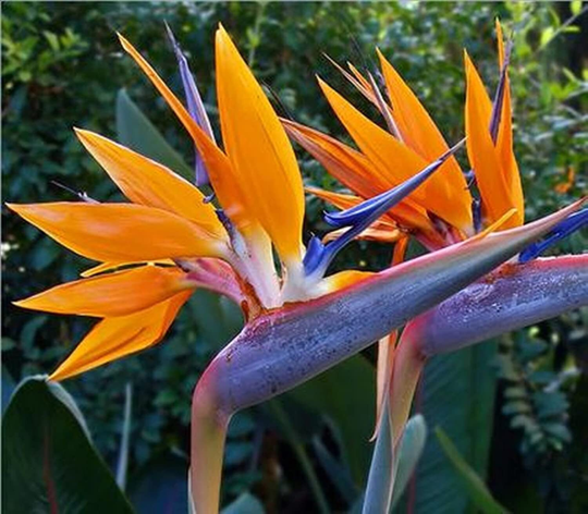 Organic Heirloom Flower Seeds Strelitz Royal | Strelitzia Reginae Indoor Plant, From Ukraine