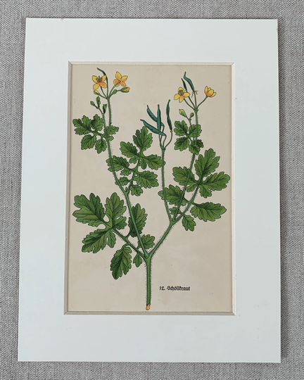 1936 Original Vintage German Medicinal Plants Lithograph Print, Double Mounted & Matted in A Choice Of Colours Ready To Frame - 10 X 8