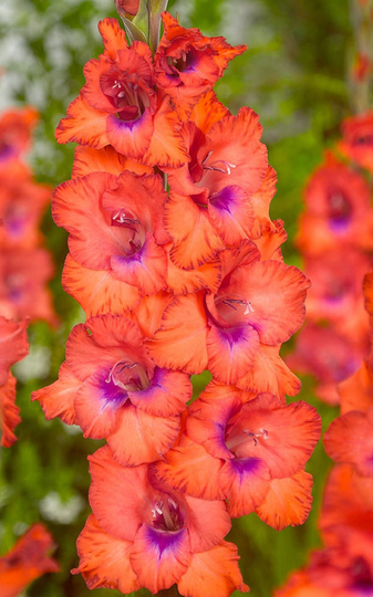 Gladiolus
