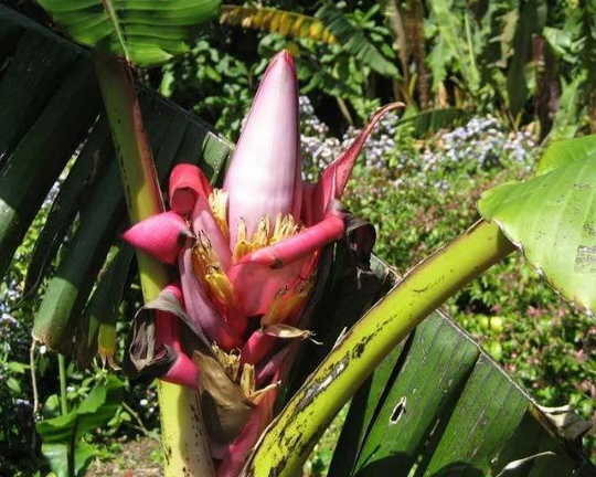 Musa Acuminata | Wild Cavendish 5 Seeds