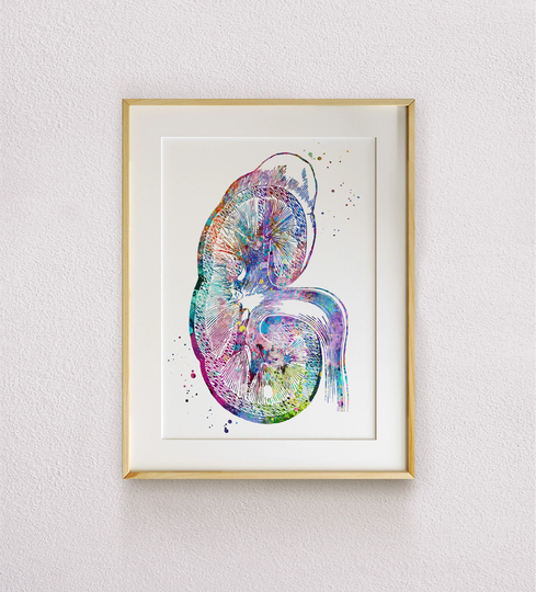 Kidney Section Anatomy Nephrology Medical Art Biology Poster Science Watercolor Clinic Office Print