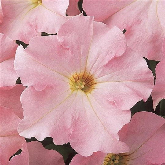 Petunia Seeds Dreams Blue Sky 250 Thru 1, 000 Pelleted
