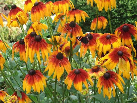 Flower Rudbeckia Autumn Paints Seeds