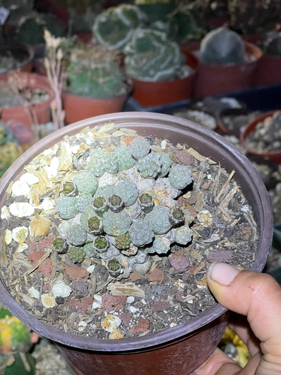 Rare Tephorocactus Bonnieae(Puna