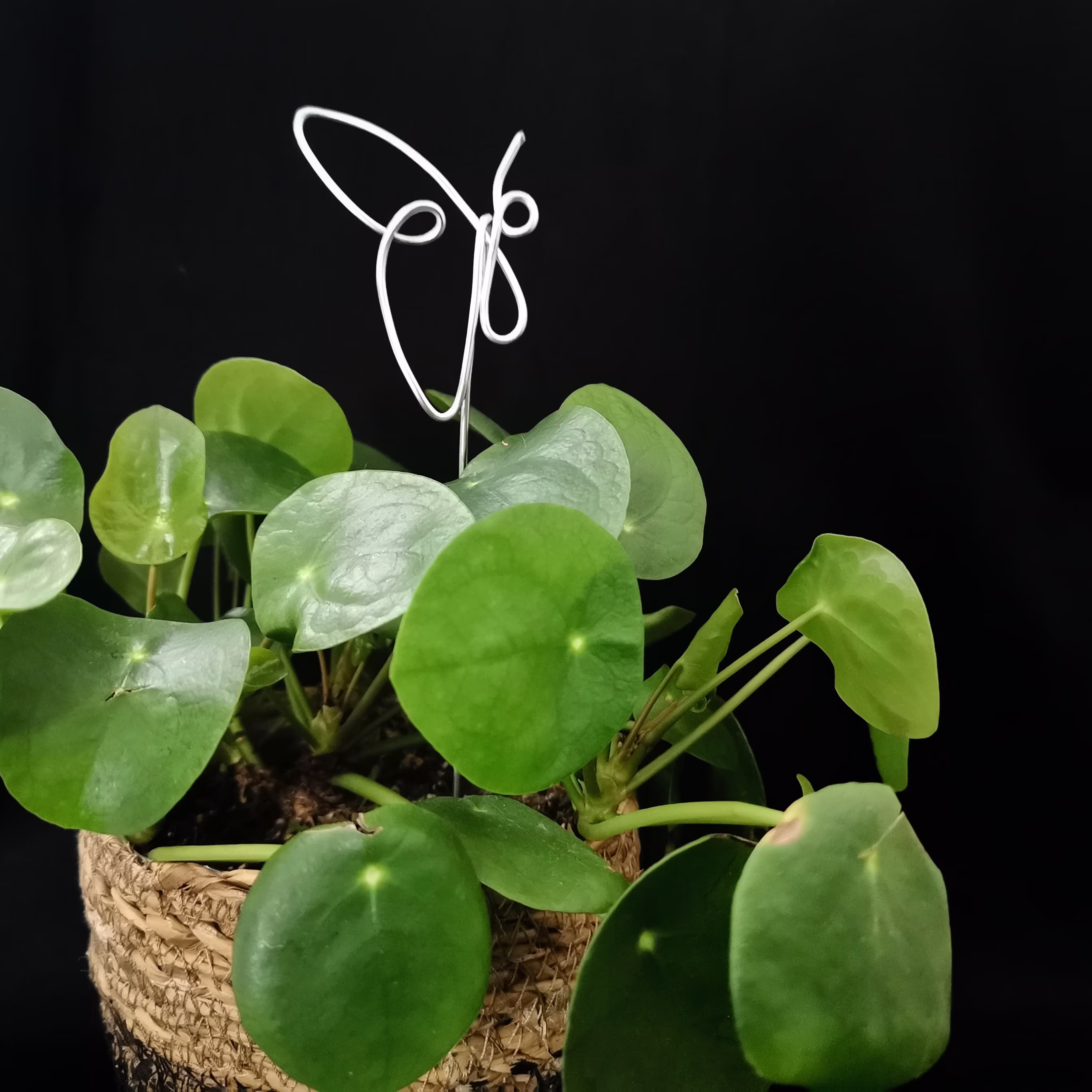 Butterfly Plant Topper - Marker Decor Bouquet Flower Gift