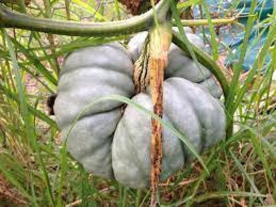 10 Organic Triamble Shamrock Winter Squash Seeds Nutty & Sweet Flesh Pumpkin Famous Australian Heirloom Beautiful As Decoration Too