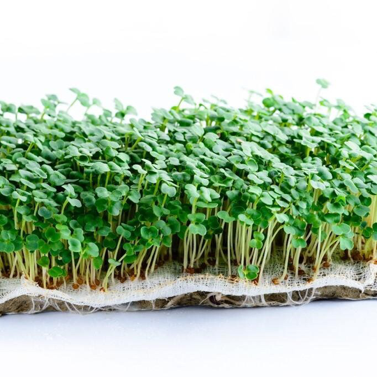 Arugula Cultivated Rocket Organic Microgreens Sprouting Seed - Just 9 Days To Grow 7000 Seeds