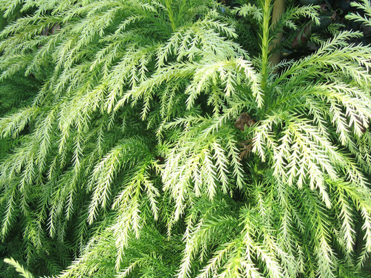 35 X Japanese Cedar Tree Seeds, Sugi | Cryptomeria Japonica Seeds