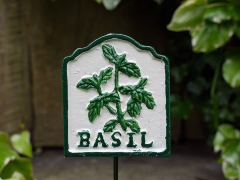 Basil Herb Marker Free Delivery Cast Iron Plaque On Stake Hand Painted Great For Garden, Allotment Or Greenhouse 29cm Tall