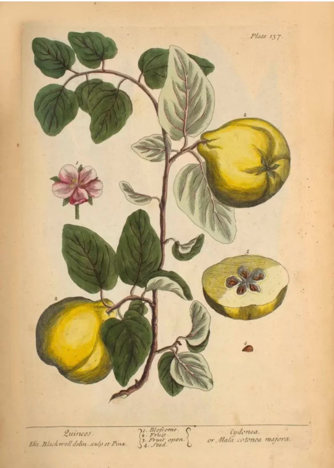 Quinces - Elizabeth Blackwell Botanical Poster